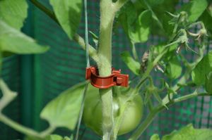 6 stuks! Tomato Clips / Clips a tomates 20 X - Royal well