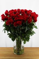 Red Eagle - Rode Rozen - 60 stuks