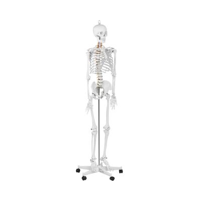 anatomisch skelet - levensgroot