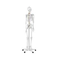 anatomisch skelet - levensgroot