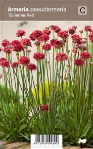 Vips Armeria pseudarmeria Ballerina Red - Engels gras