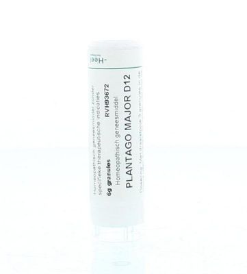 Plantago major D12