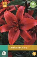 Lilium Red County rood 2 bloembollen Lelie JUB - Jub