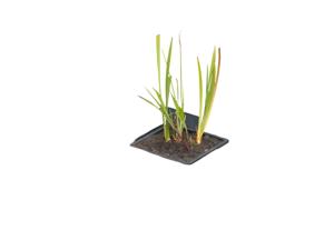 Drijvende vijvermand vierkant 20x20 cm - Ubbink