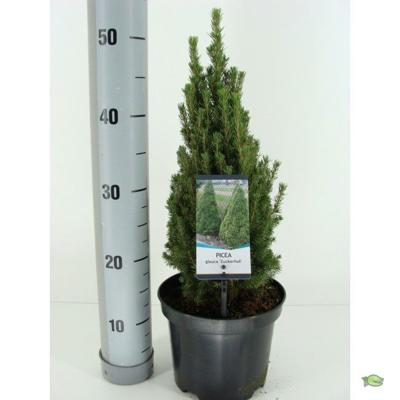 Picea glauca zuckerhut - Warentuin natuurlijk
