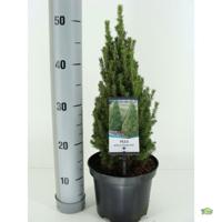 Picea glauca zuckerhut - Warentuin natuurlijk