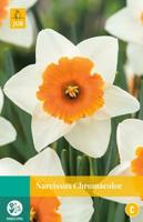 Narcissus Chromacolor - Jub