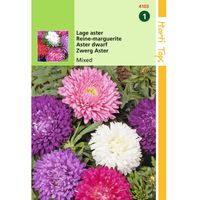 Hortitops - 2 stuks Callistephus Chinensis Dwergchrysanthemum Gemengd - thumbnail