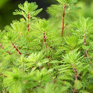 Vederkruid / Myriophyllum rubricaule