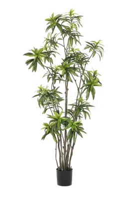 Kunstplant Dracaena 210cm