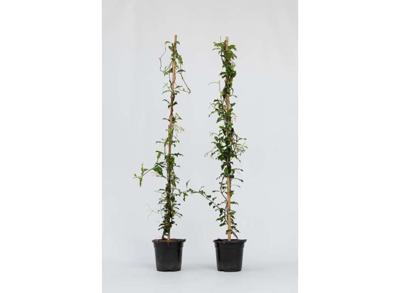 Roze Toscaanse Jasmijn op stok XL - set van 2
