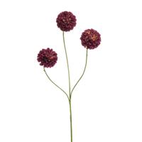 Dahlia pompom