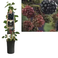 Klimplant Rubus Thornfree - Zwarte Bramen
