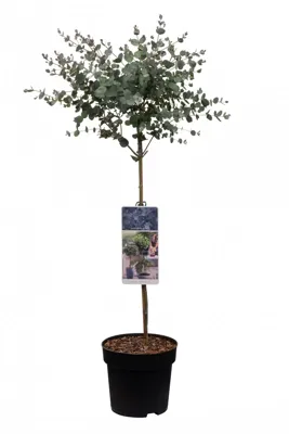 Eucalyptus