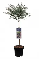 Eucalyptus