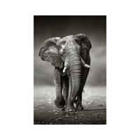 Glasschilderij - Zwart-Wit Olifant - 80 x 120 cm - thumbnail