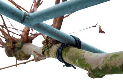 Bindbuis zwart dia. 3mmx50m - Nature