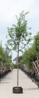 Zomereik Quercus robur h 450 cm st. omtrek 16 cm - Warentuin Natuurlijk