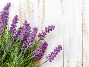 Tuinposter lavendel 8