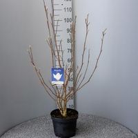 Magnolia struik Soulangeana Superba - 5 stuks