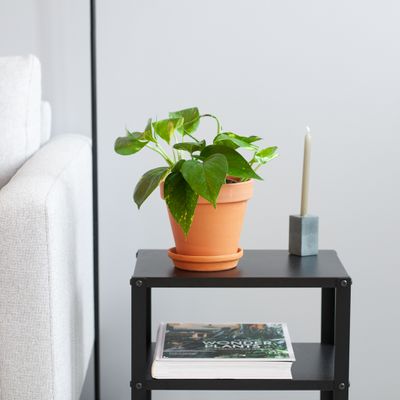 Epipremnum Pinnatum Aureum - Scindapsus - P12 Epipremnum Pinnatum Aureum - Scindapsus - P12