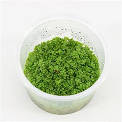 Hemianthus callitrichoides - 3 stuks - aquarium plant