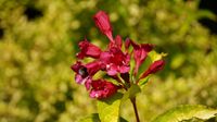 Weigela op stam - thumbnail