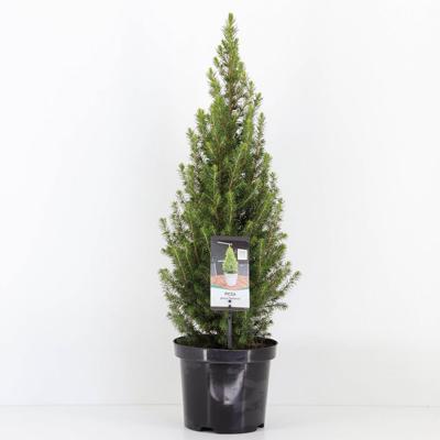 Picea glauca perfecta 40-50 cm - Warentuin natuurlijk