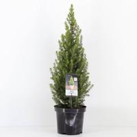 Picea glauca perfecta 40-50 cm - Warentuin natuurlijk