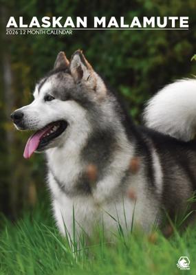 Alaskan Malamute A3 Kalender 2026