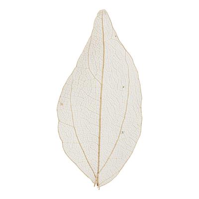 Creativ Company Skeleton leaves naturel gedroogde bladeren, 20st.