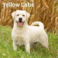 Labrador Retriever Blond Kalender 2026