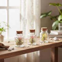 Tillandsia Harrissi in glazen terrarium - Luchtplant