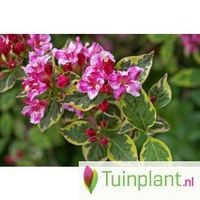 Weigela op stam