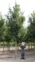 Spaanse aak volgroeid Acer campestre Huibers Elegant h 625 cm st. omtrek 22,5 cm - Warentuin Natuurlijk