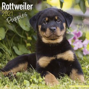 Kalender 2025 Rottweiler puppies