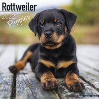 Kalender 2025 Rottweiler puppies