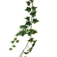 Bellatio Design kunstplant/hangplant slinger - Klimop/hedera - groen/wit - 180 cm