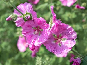 Kaasjeskruid of Malva
