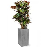 Plant in Pot Croton Variegatum Petra 150 cm kamerplant in Fiberstone Grey 30x30 bloempot - thumbnail