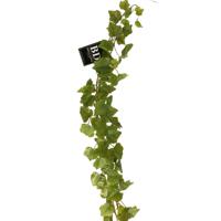 Bellatio Design kunstplant/hangplant slinger - Druivenblad/Vitaceae - groen - 180 cm