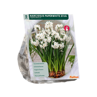 Paperwhites