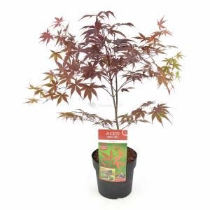 Japanse esdoorn (Acer palmatum "Bloodgood") heester - 50-60 cm - 1 stuks