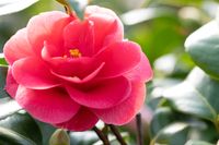 Camellia