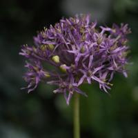 Allium Kunstbloem 61cm Paars