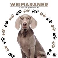 Weimaraner Kalender 2026