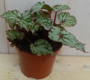 Kamerplant Mini blad Begonia Grijs Begoniaceae - Warentuin Natuurlijk
