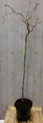 Kronkelhazelaar Corylus op 80 cm stam Warentuin Natuurlijk - Warentuin natuurlijk