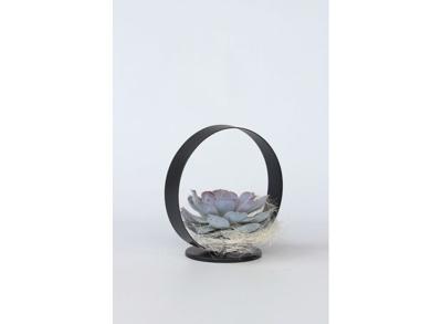 Echeveria in black metal holder