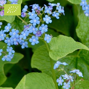 Bio Vergeet mij nietje | Brunnera Siberica